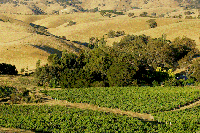 Maverick Wines