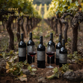 The Old Vines of Home (with exclusive bottle)